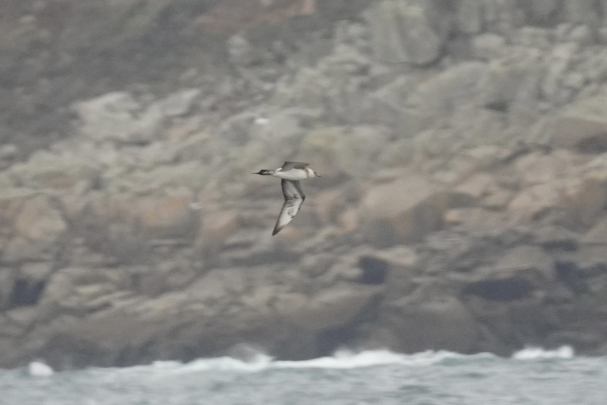 Parasitic Jaeger - ML643890774