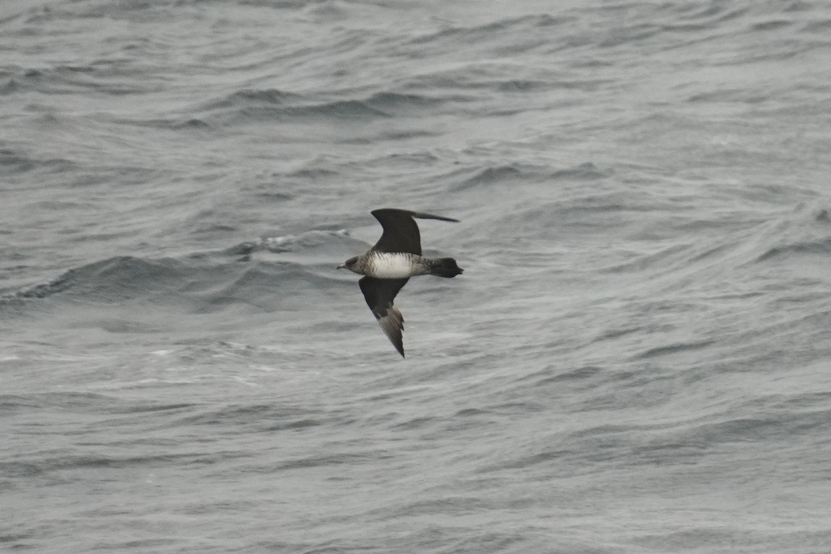 Parasitic Jaeger - ML643890775