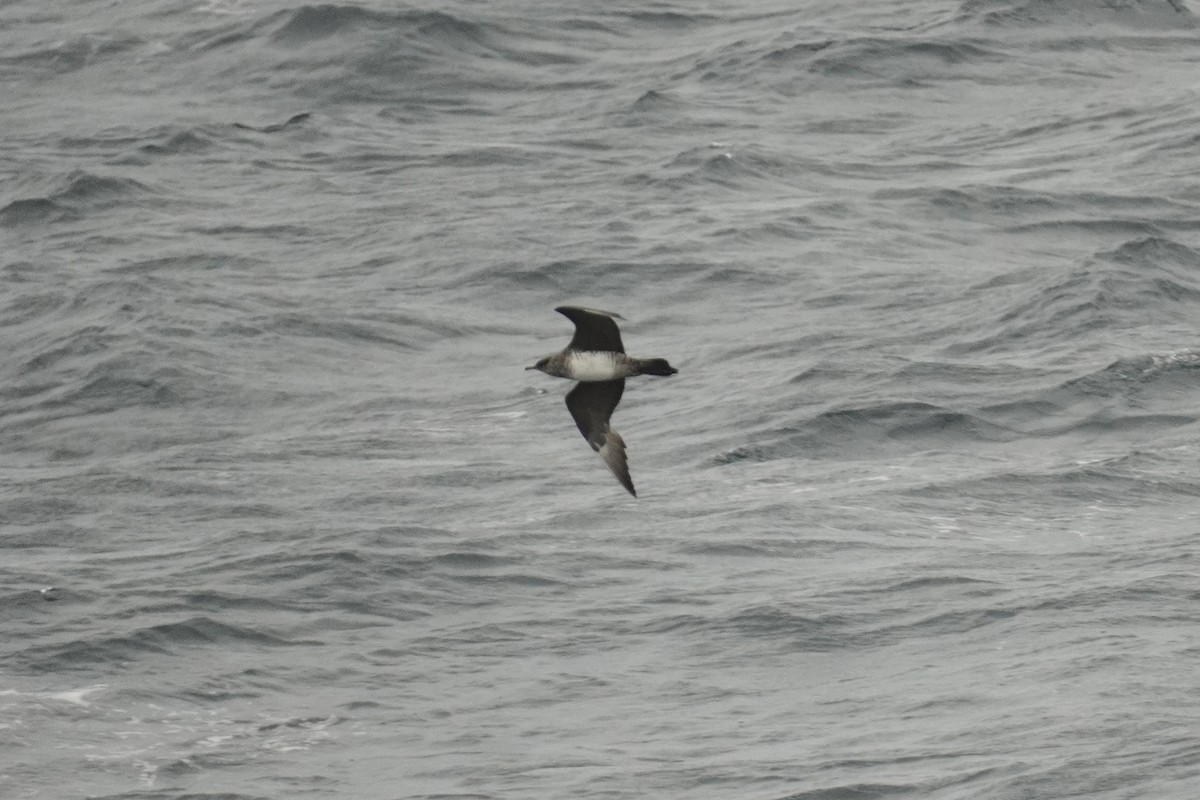 Parasitic Jaeger - ML643890776