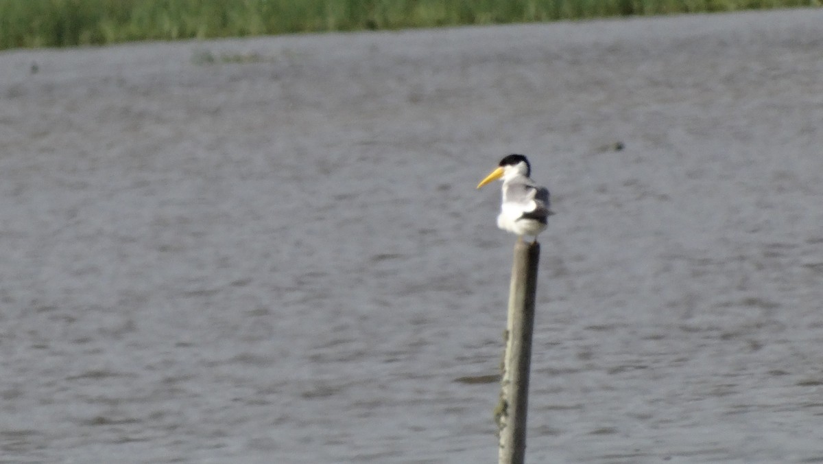 Large-billed Tern - ML643890783