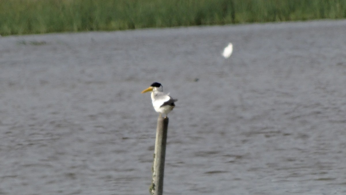 Large-billed Tern - ML643890784