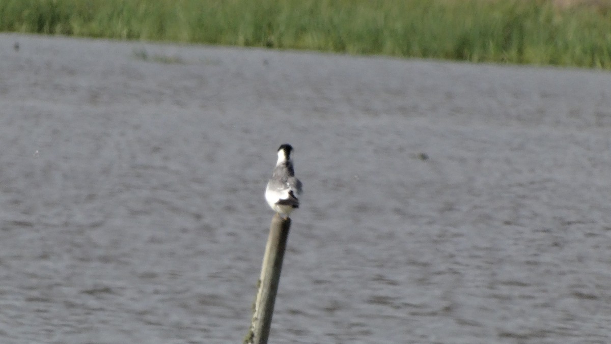 Large-billed Tern - ML643890785