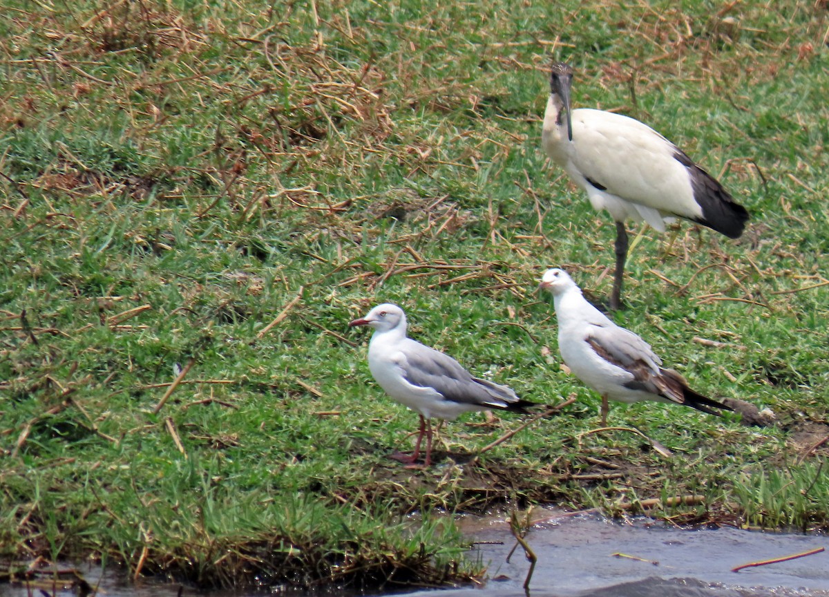 Antxeta burugrisa - ML643890786