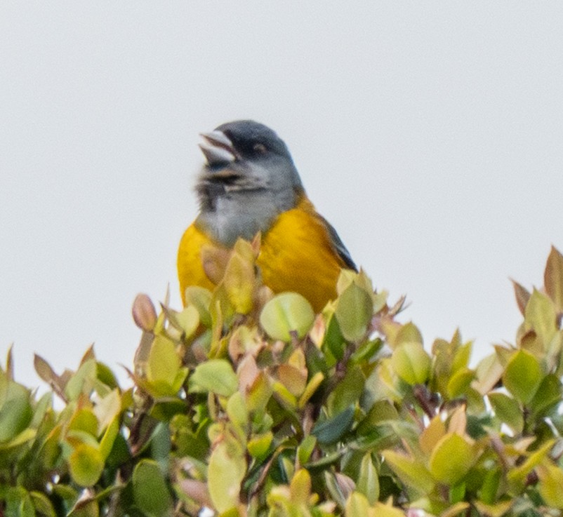 Patagonian Sierra Finch - ML643890807