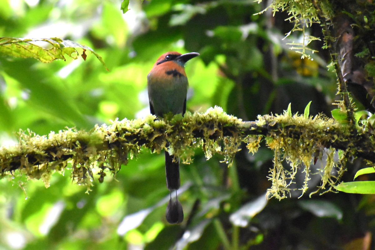Broad-billed Motmot - ML643890818