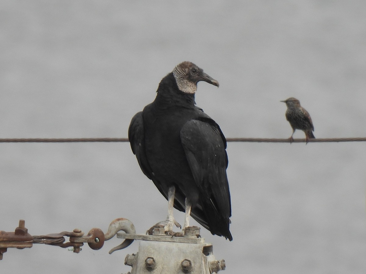 Black Vulture - ML643890819