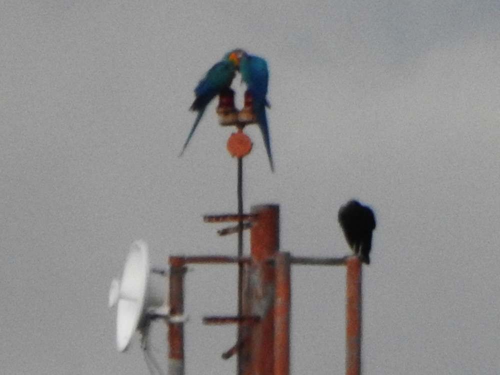 Blue-and-yellow Macaw - ML643890821