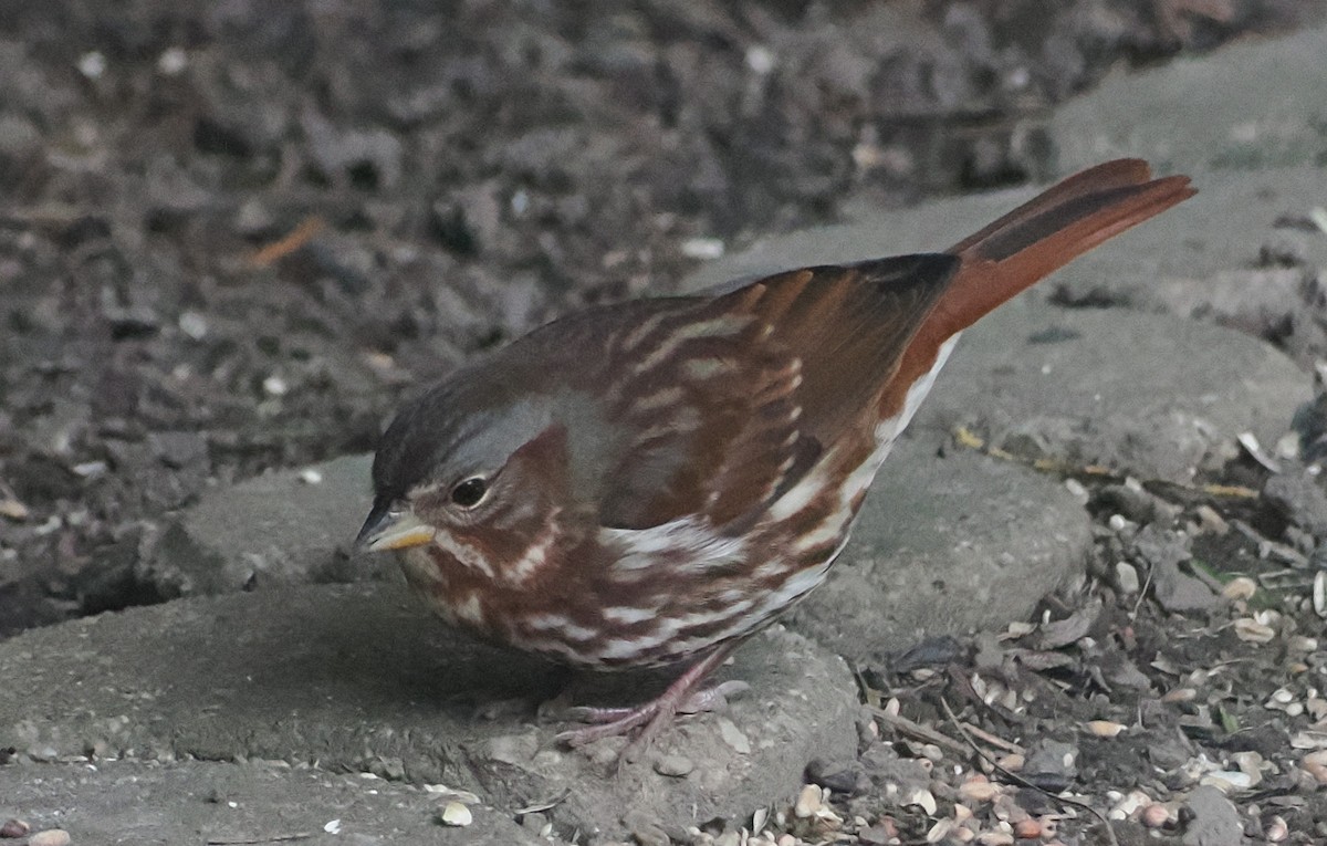 Fox Sparrow (Red) - ML643890840