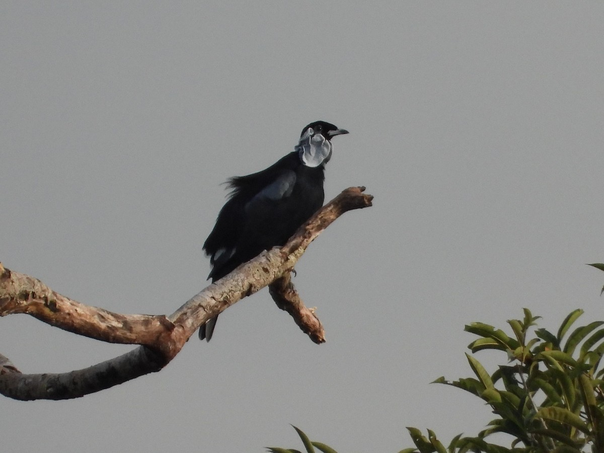 Bare-necked Fruitcrow - ML643890844