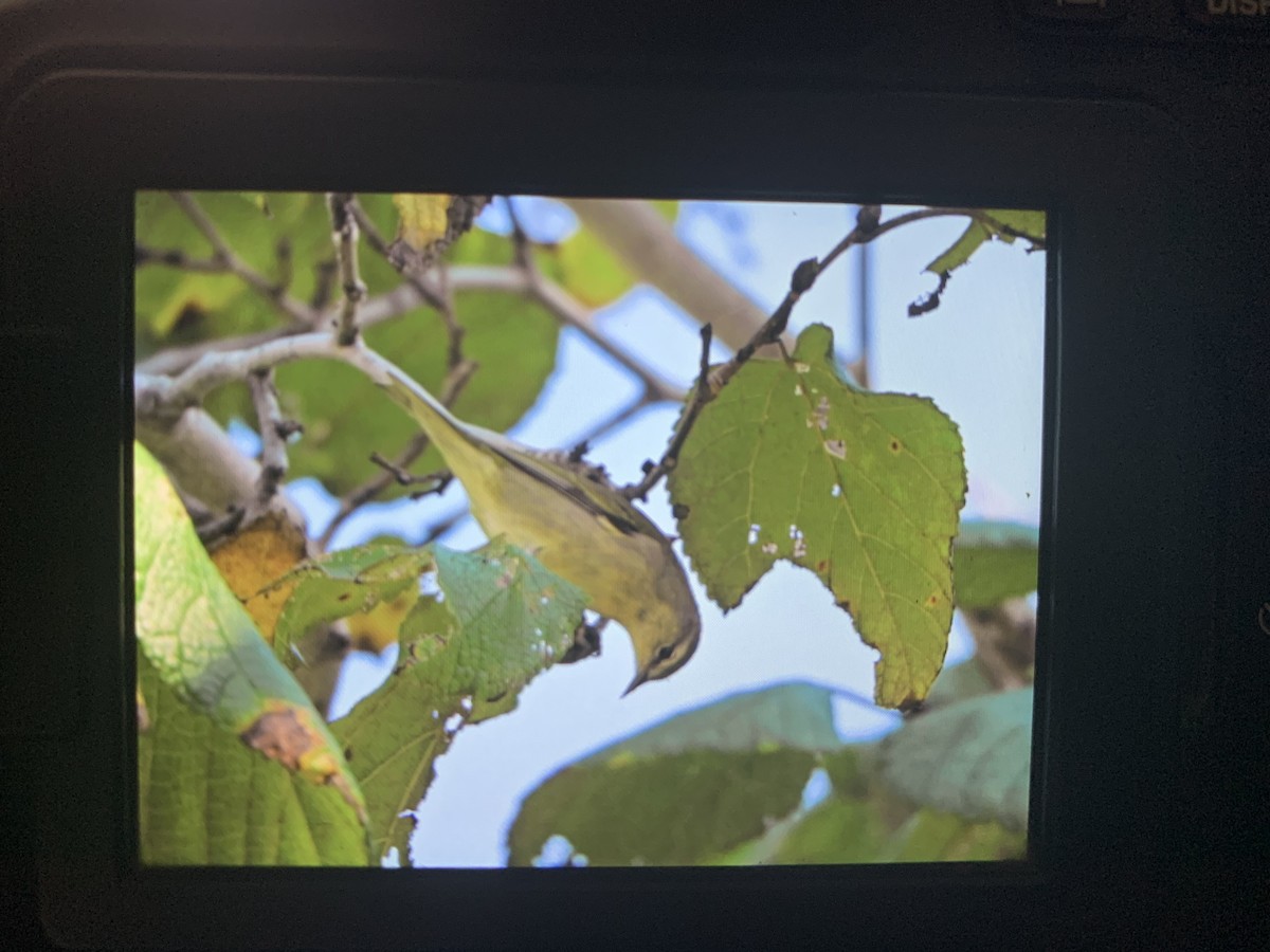 Tennessee Warbler - ML643890863