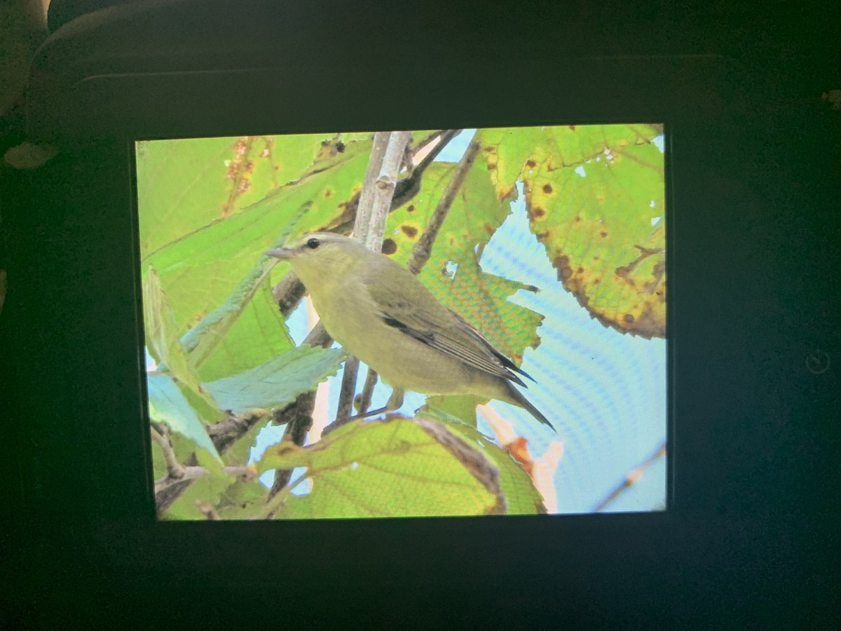 Tennessee Warbler - ML643890864