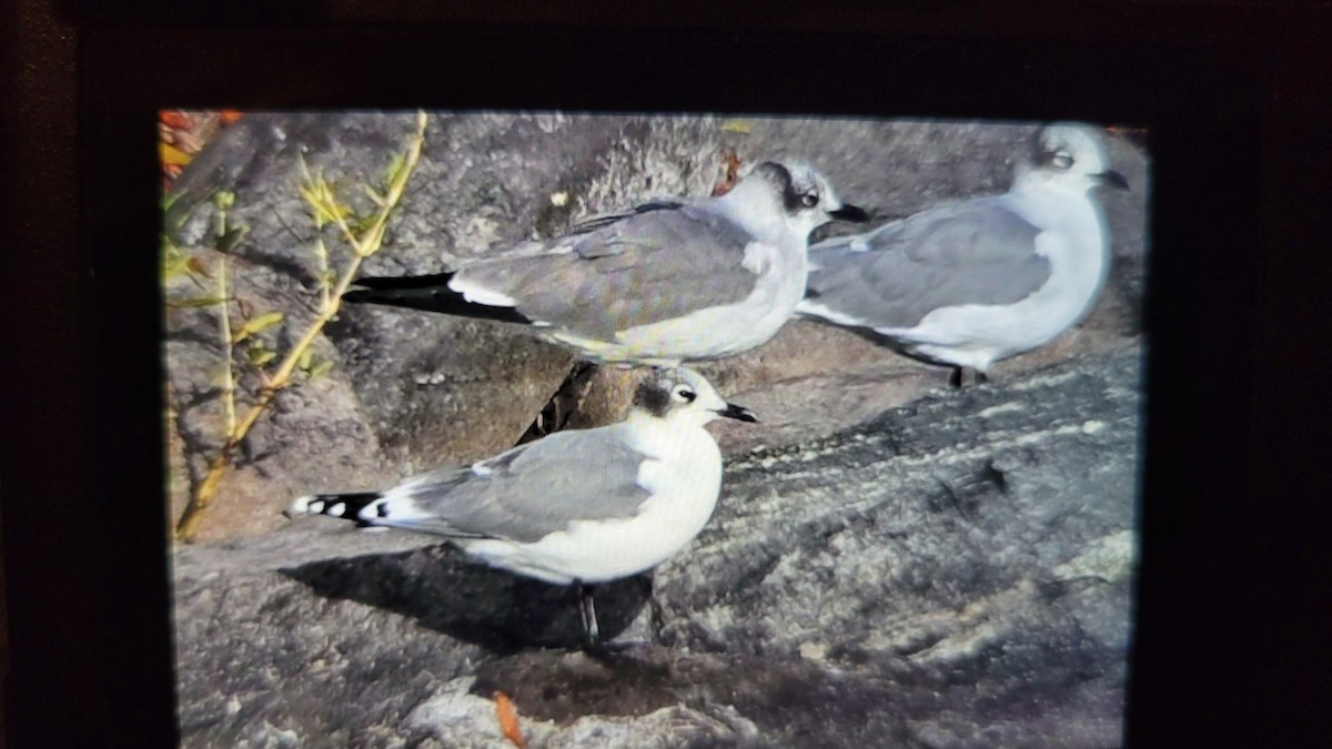 Franklin's Gull - ML643890869