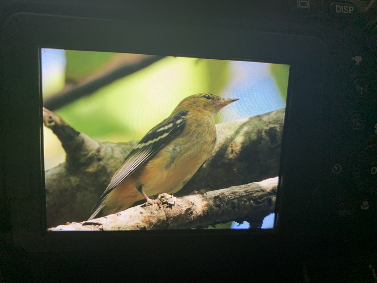 Bay-breasted Warbler - ML643890879
