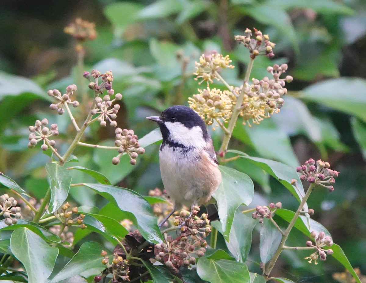 Coal Tit - ML643890890