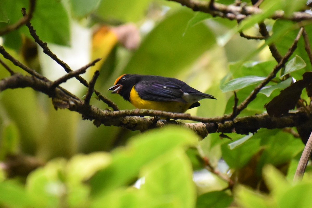Tawny-capped Euphonia - ML643890894