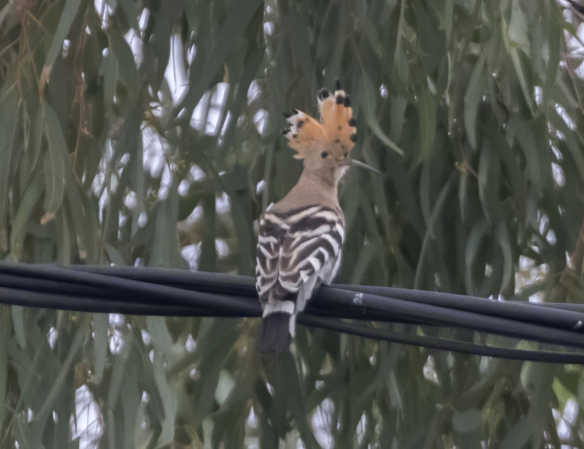 dudek chocholatý - ML643890897