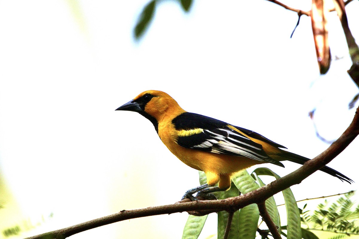 Altamira Oriole - ML643890903