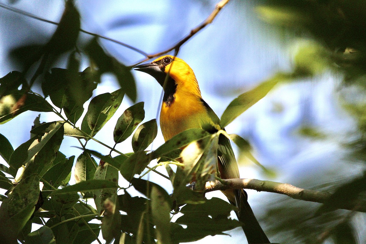 Altamira Oriole - ML643890904