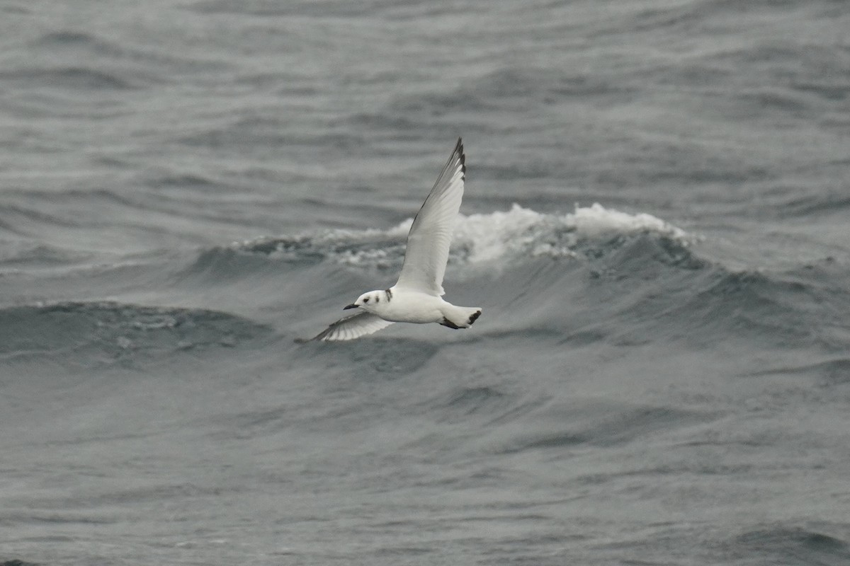 Black-legged Kittiwake - ML643890922