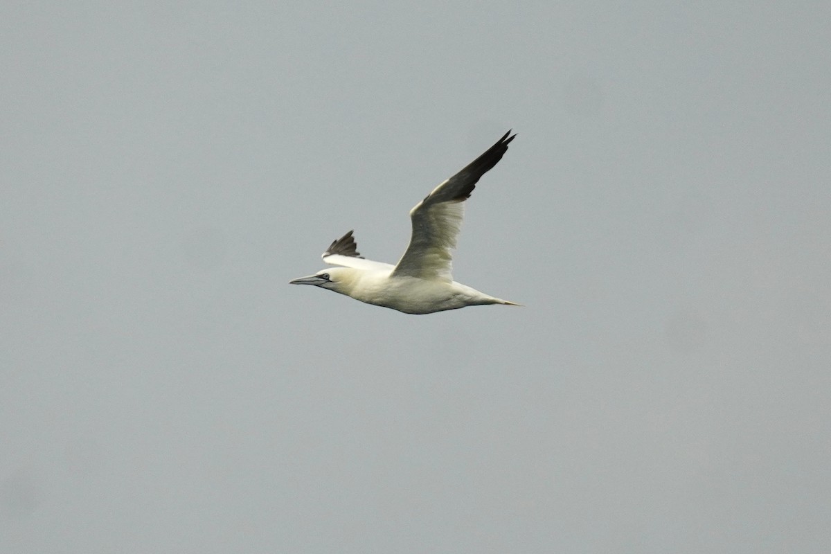 Northern Gannet - ML643890942