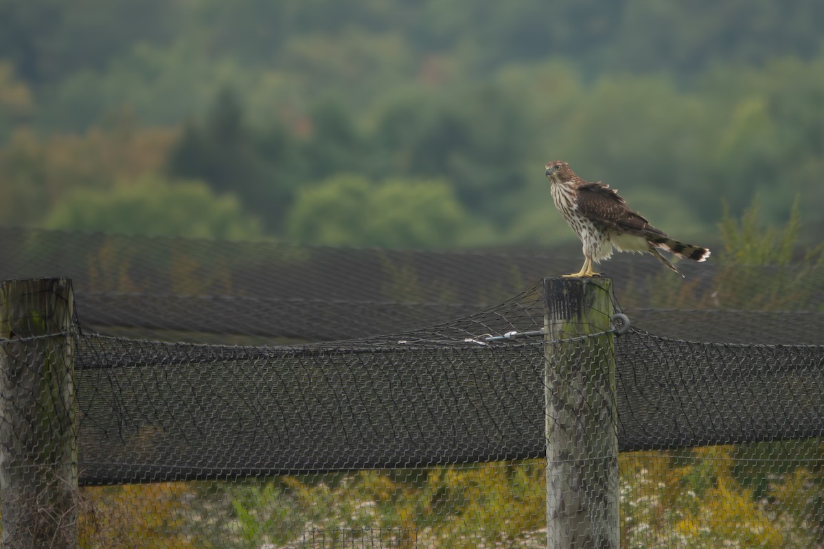 Cooper's Hawk - ML643890956