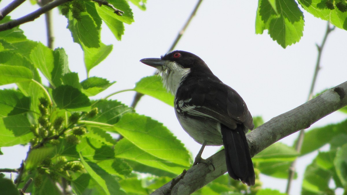 Great Antshrike - ML643890958