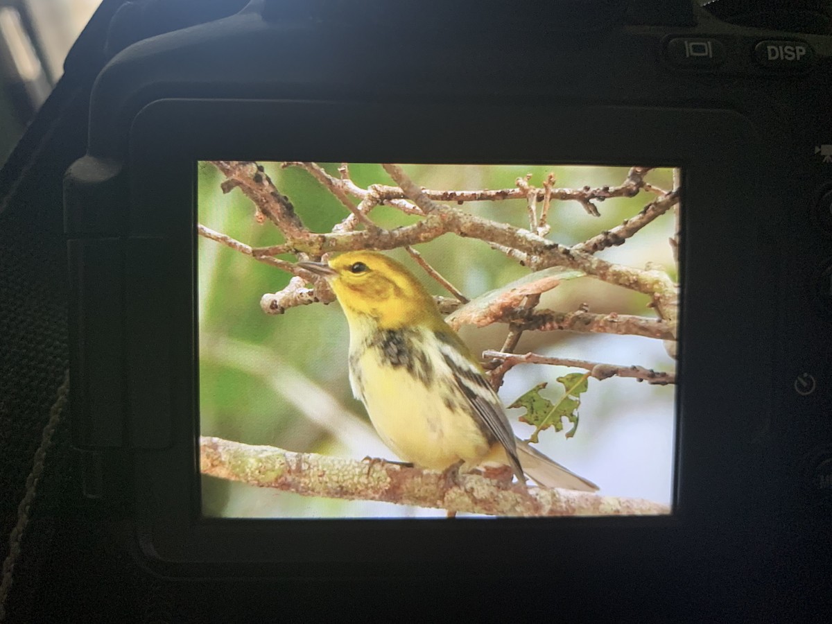 Black-throated Green Warbler - ML643890961