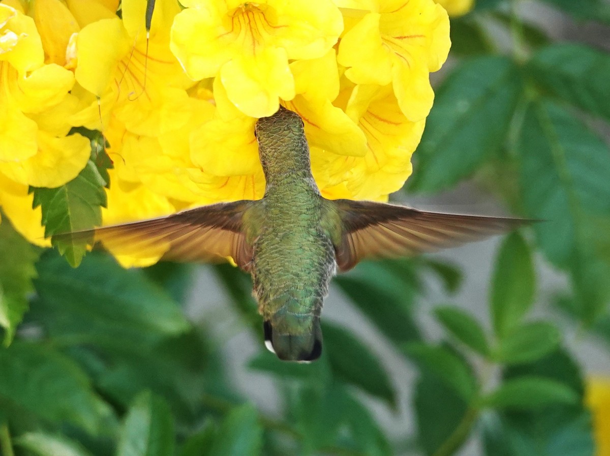 Anna's Hummingbird - ML643890963
