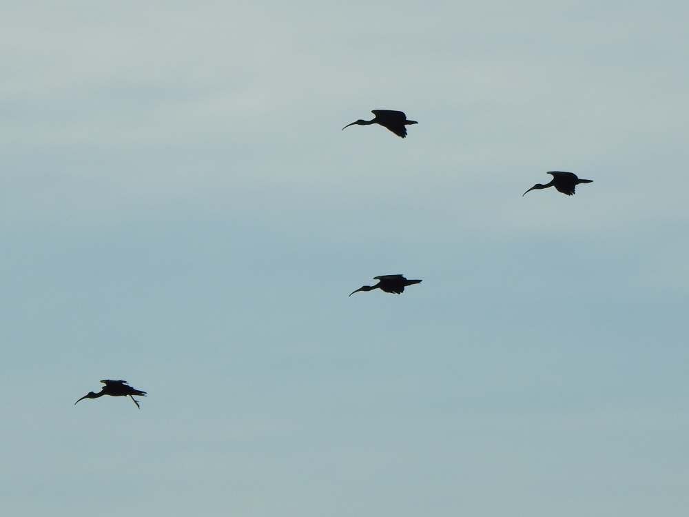 Ibis Afeitado - ML643890973