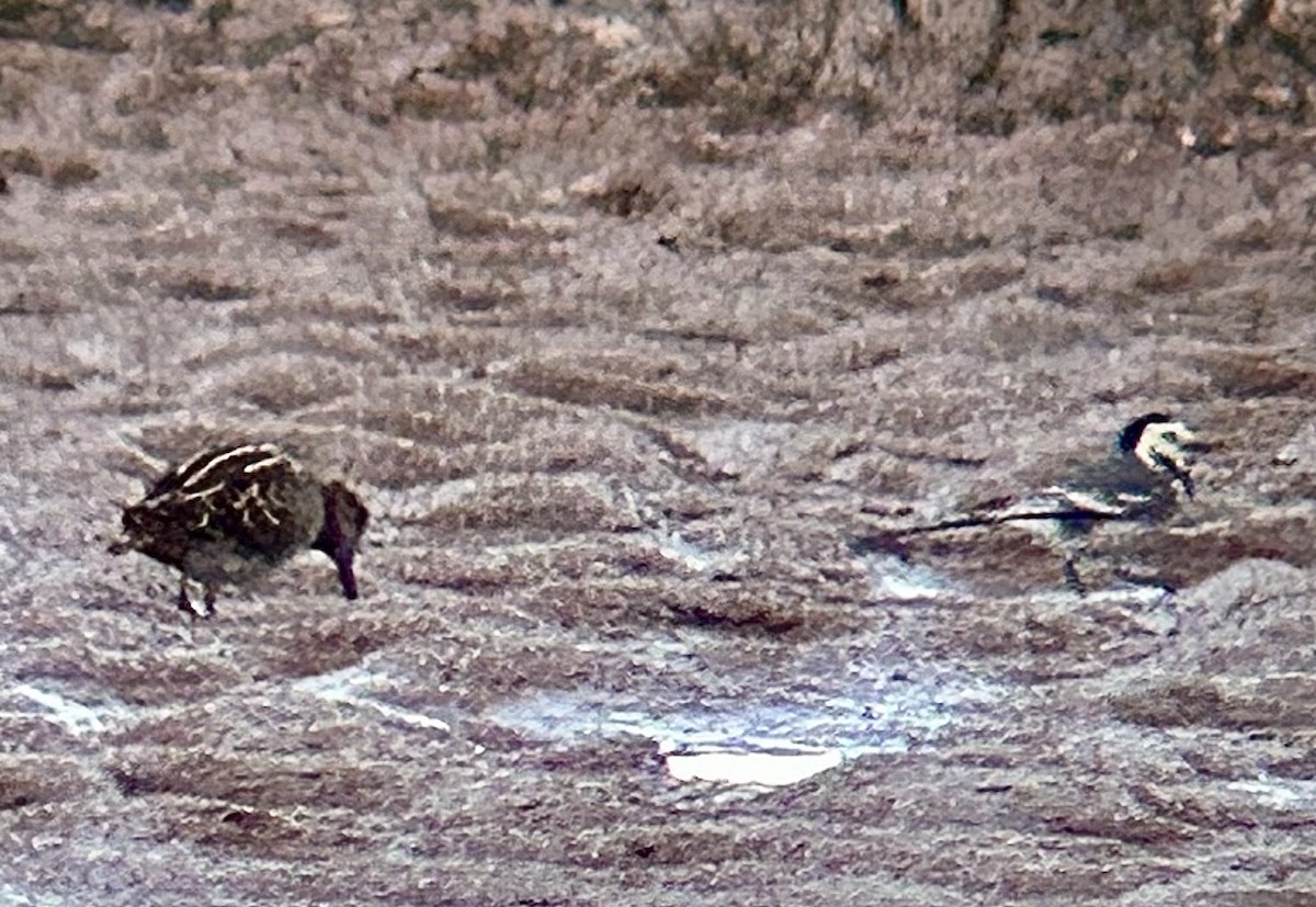 konipas bílý (ssp. yarrellii) - ML643890994