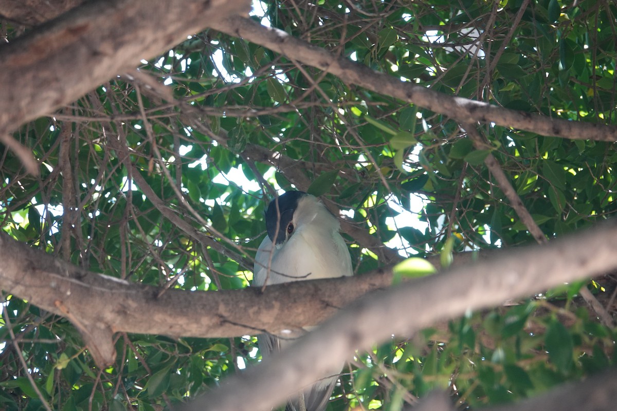Black-crowned Night Heron - ML643890995