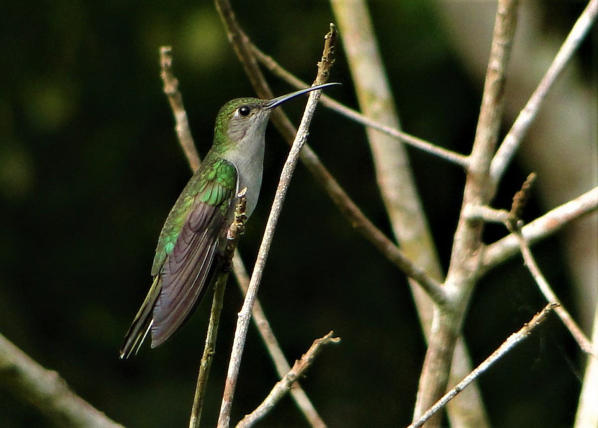 Colibrí Pechigrís - ML64389101