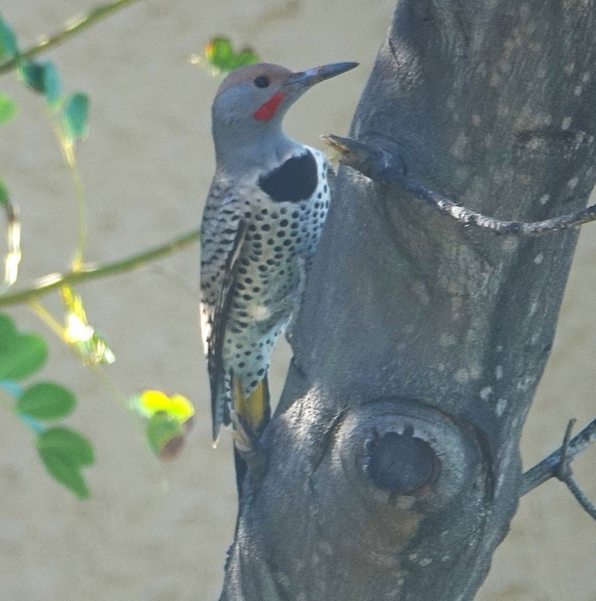 Gilded Flicker - ML643891025