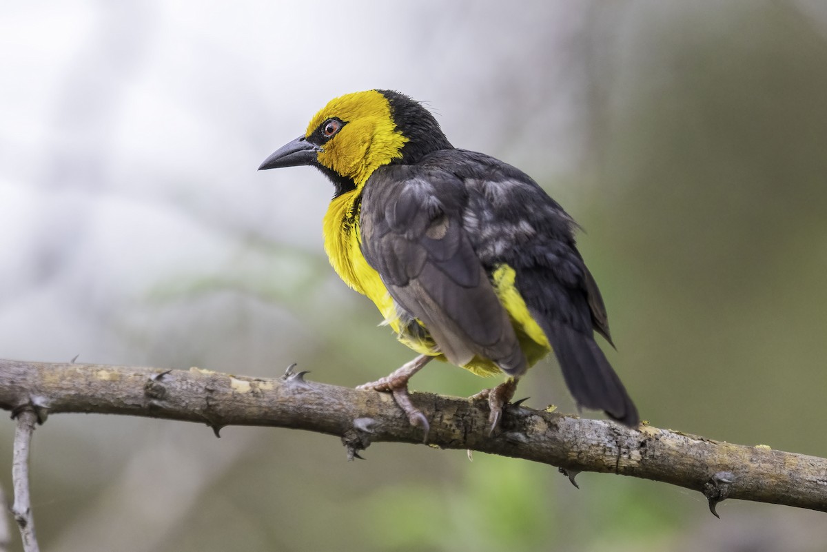 Black-necked Weaver - ML643891028