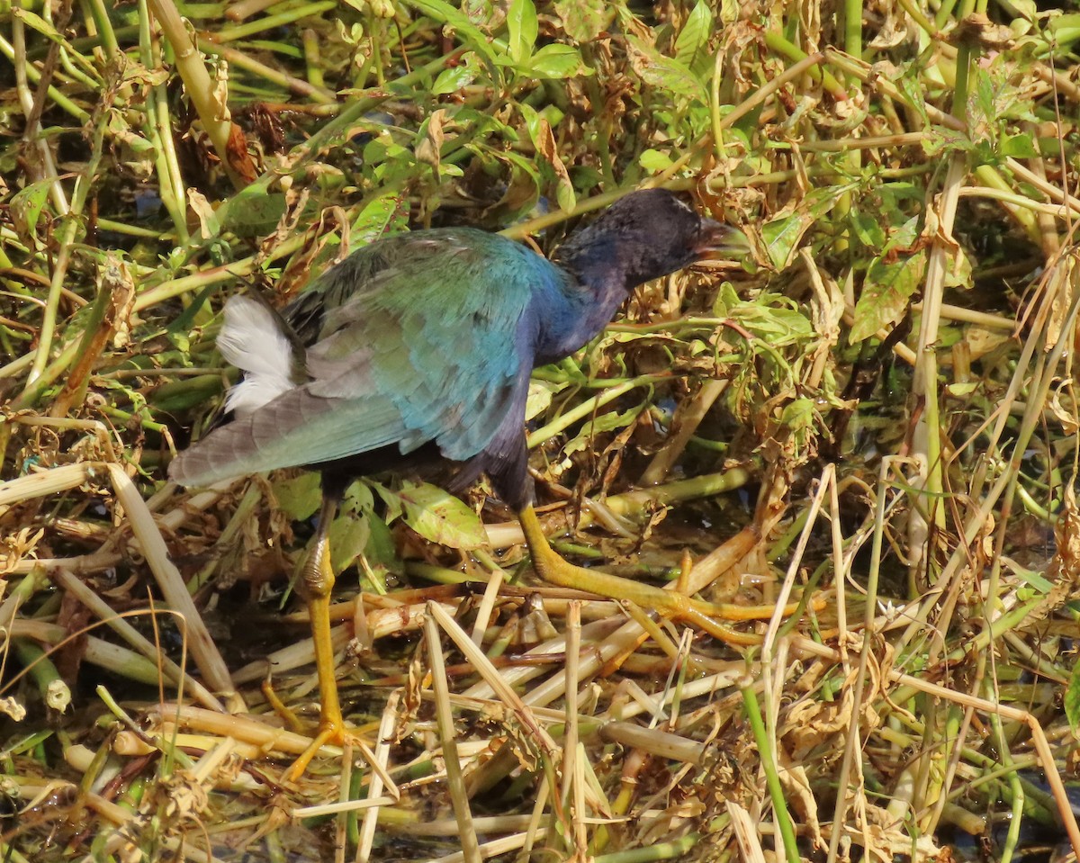 Purple Gallinule - ML643891030