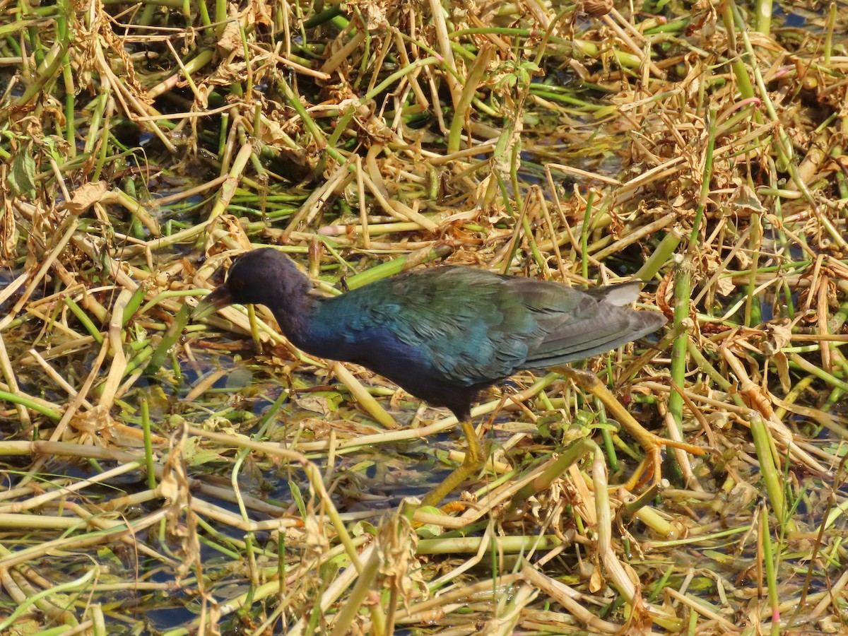 Purple Gallinule - ML643891031