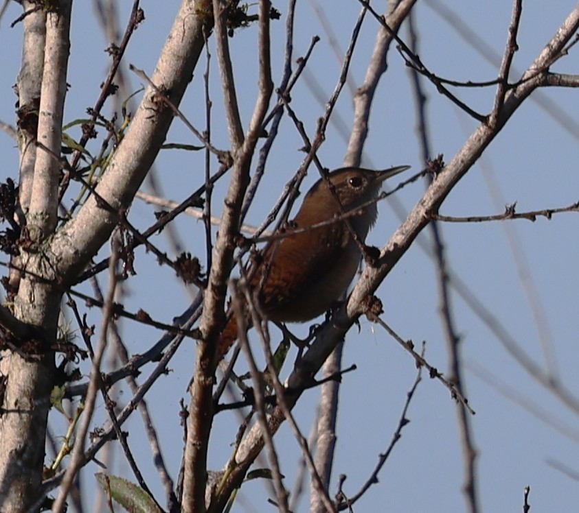 Northern House Wren - ML643891032