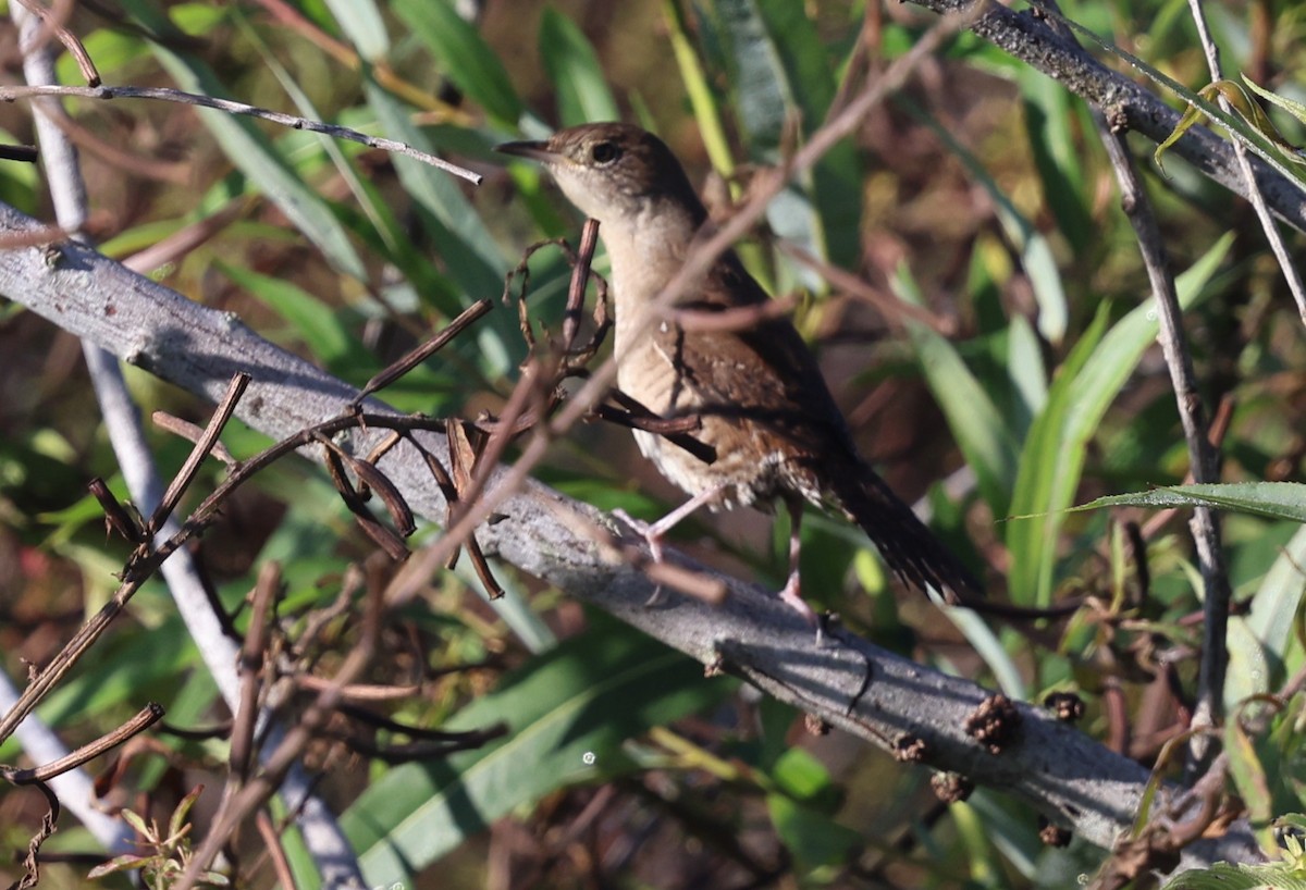 Northern House Wren - ML643891033