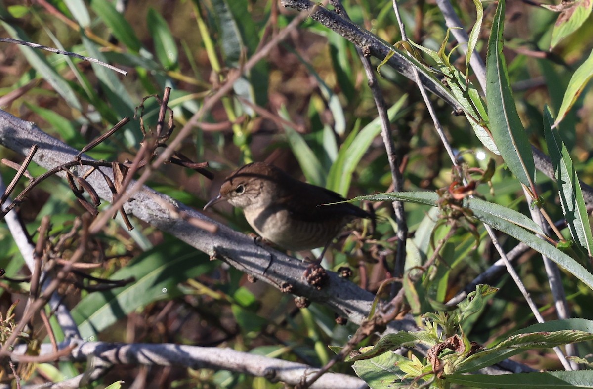 Northern House Wren - ML643891034