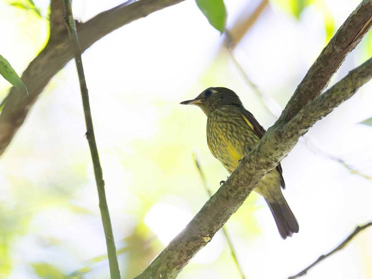 Olive-striped Flycatcher - ML643891036