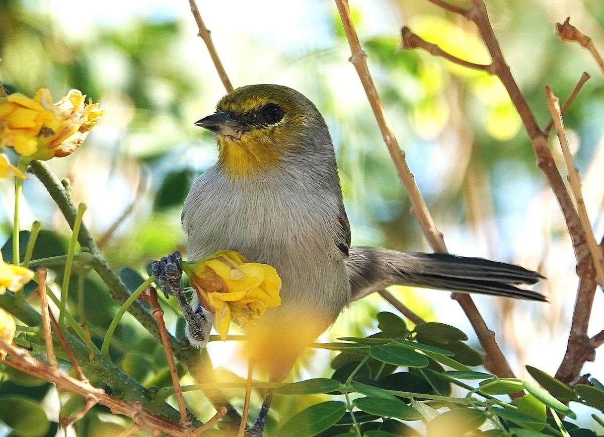 Verdin - ML643891041