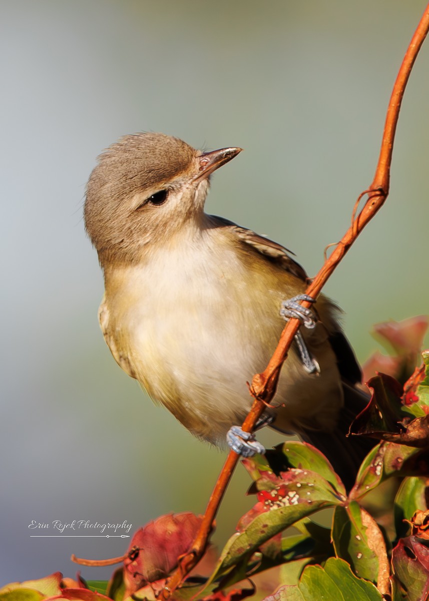 Warbling Vireo (Eastern) - ML643891042