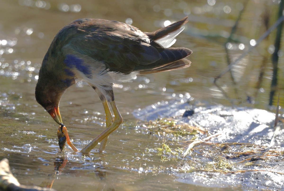 Purple Gallinule - ML643891048