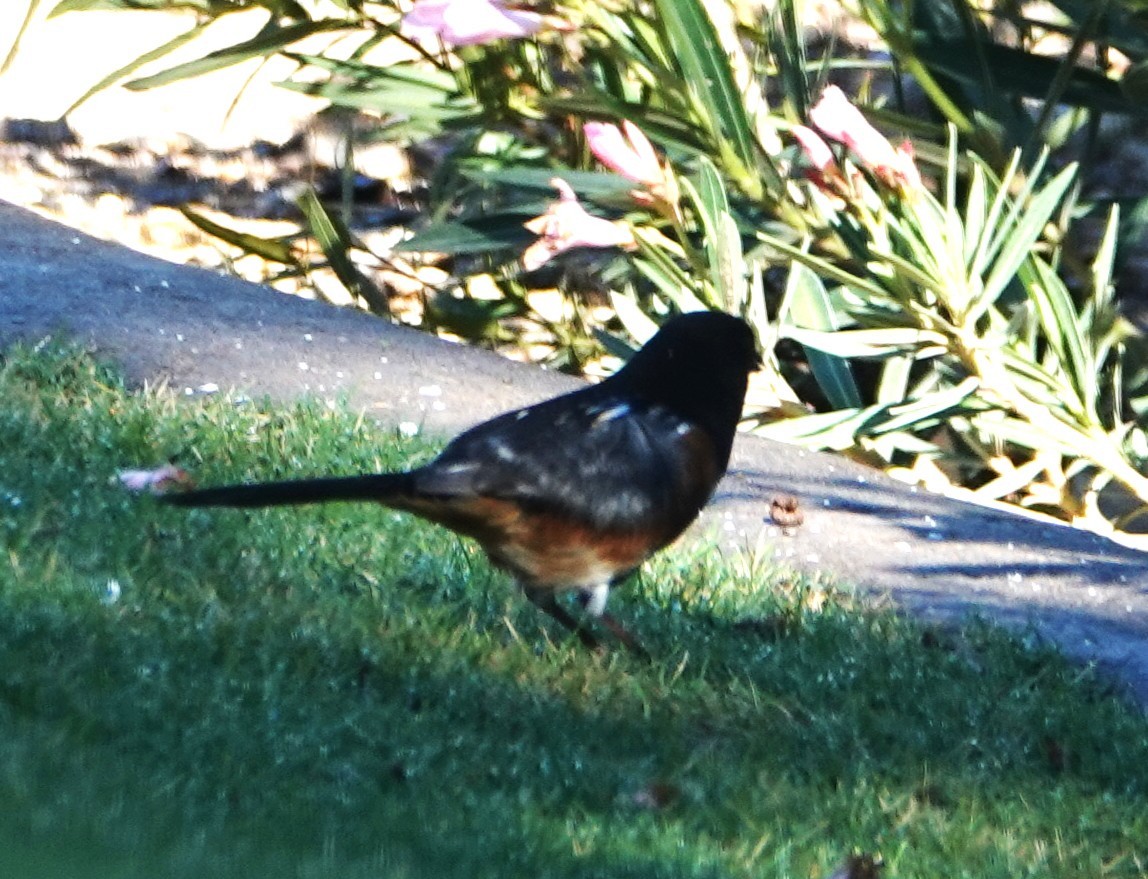 Spotted Towhee - ML643891055