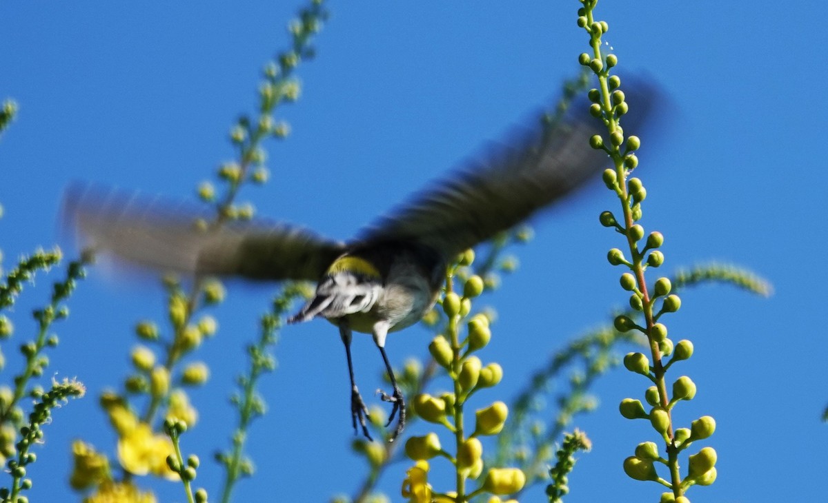 Yellow-rumped Warbler - ML643891071