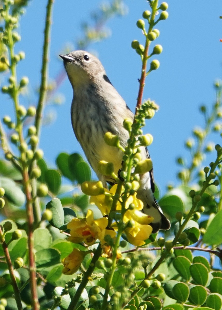 Yellow-rumped Warbler - ML643891082