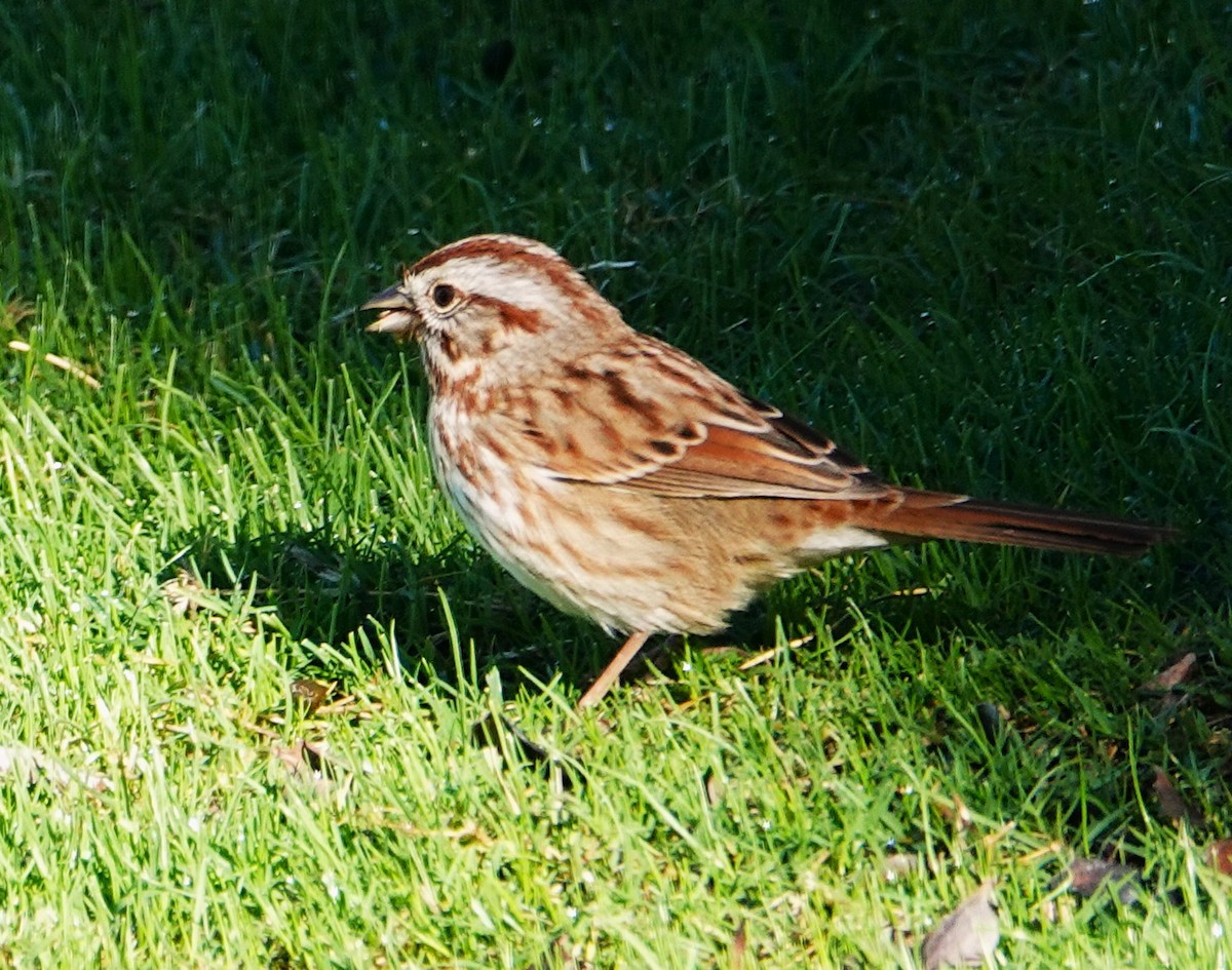 Song Sparrow - ML643891091