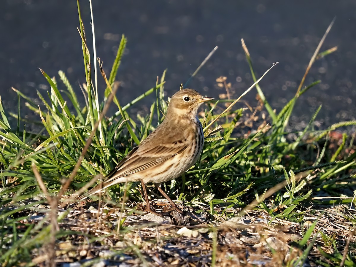 American Pipit - ML643891093