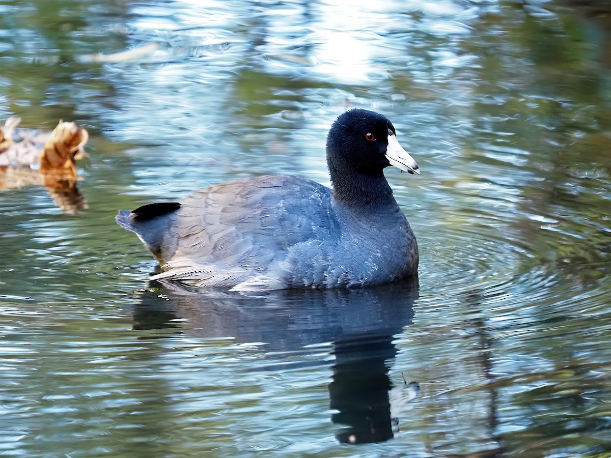 American Coot - ML643891112