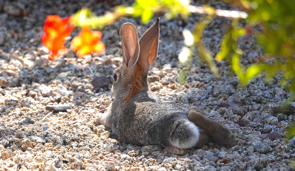 Animals - ML643891115